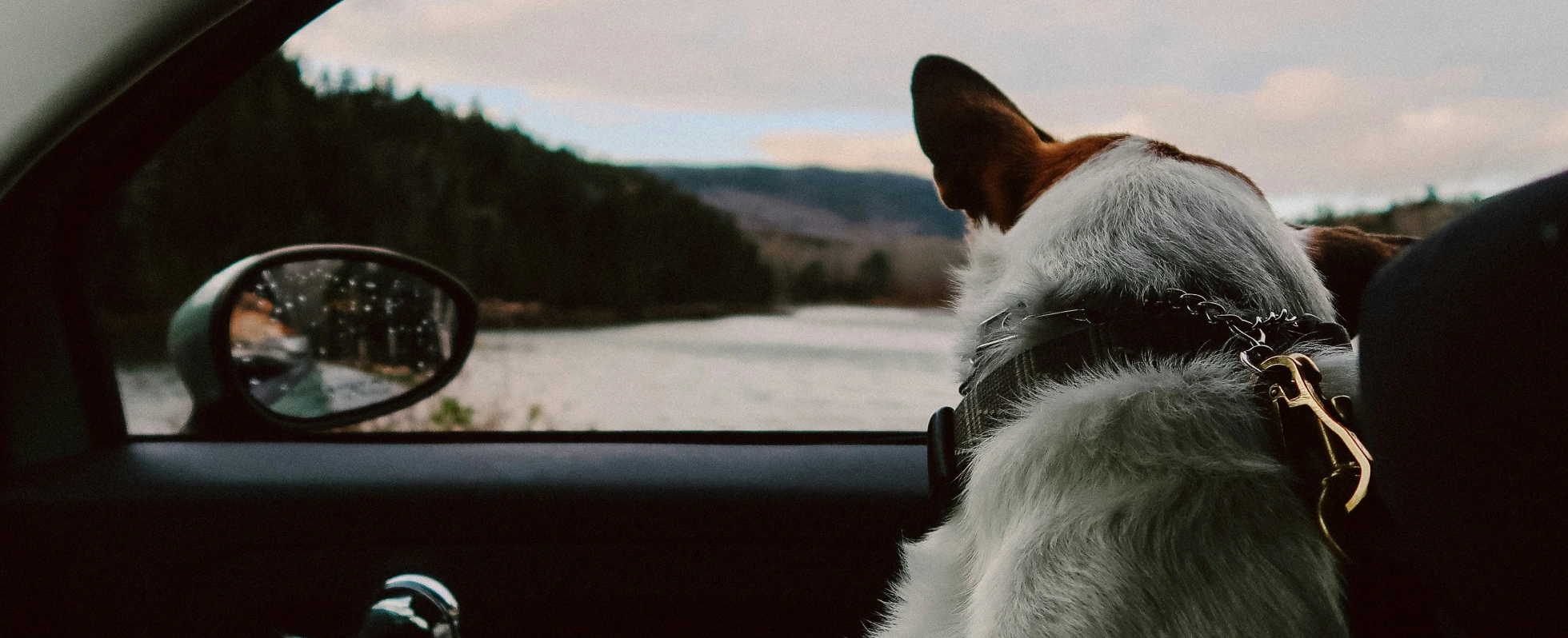 How to Move Pets from the US to Canada: Costs, Paperwork & Quarantine Rules