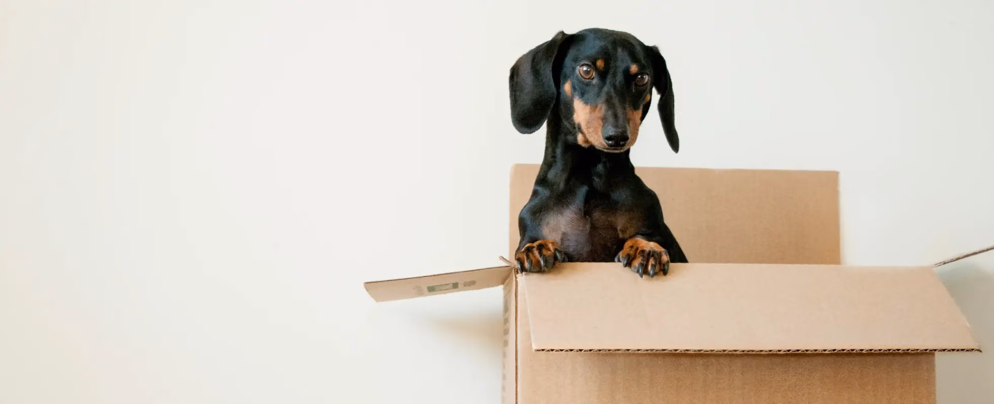 Moving with Pets in Calgary: What the Data Suggests